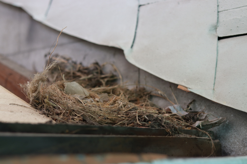 Birds nest in roof - Aigantighe