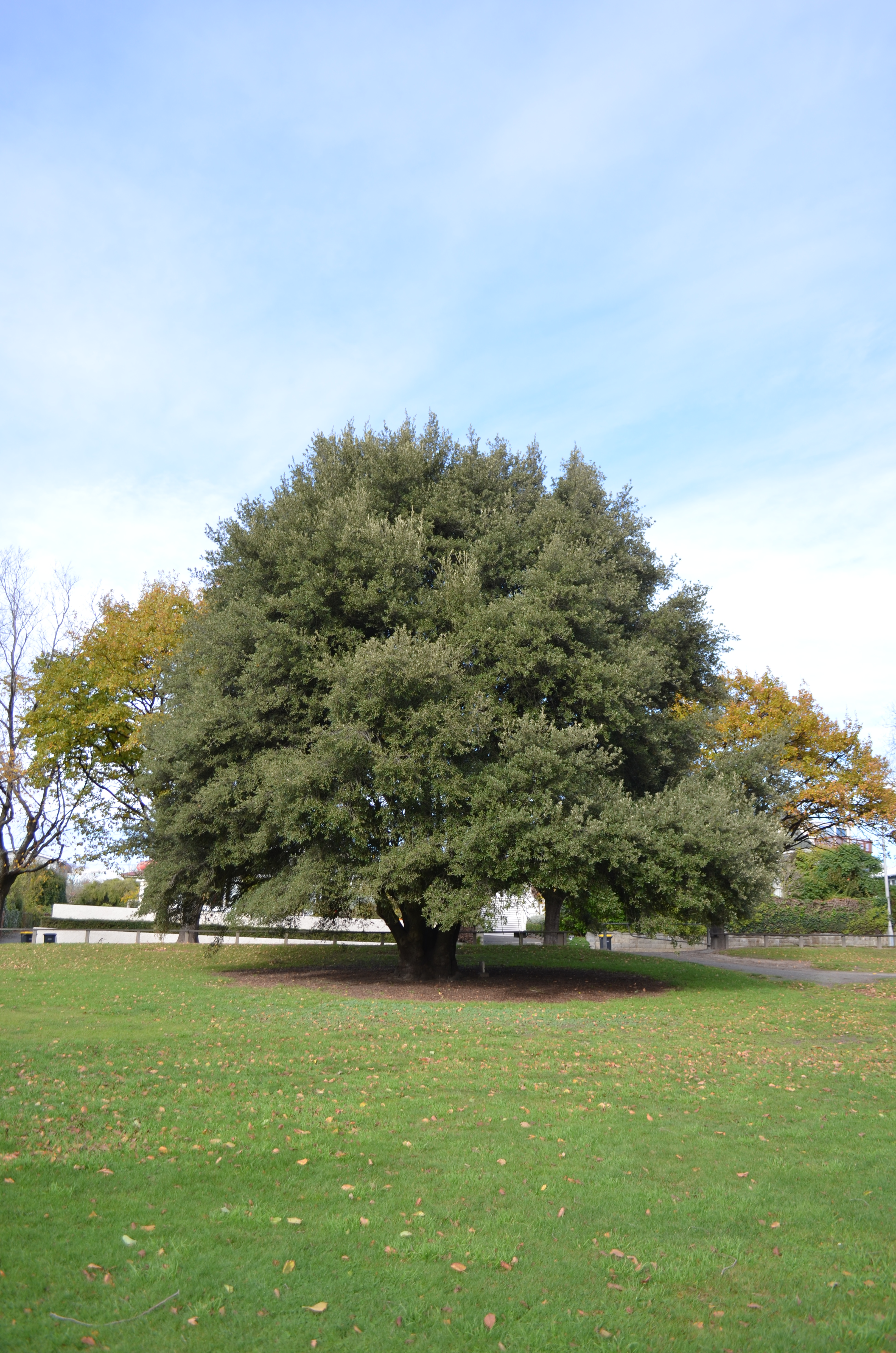 Ashbury Park Quercus ilex Holm Oak