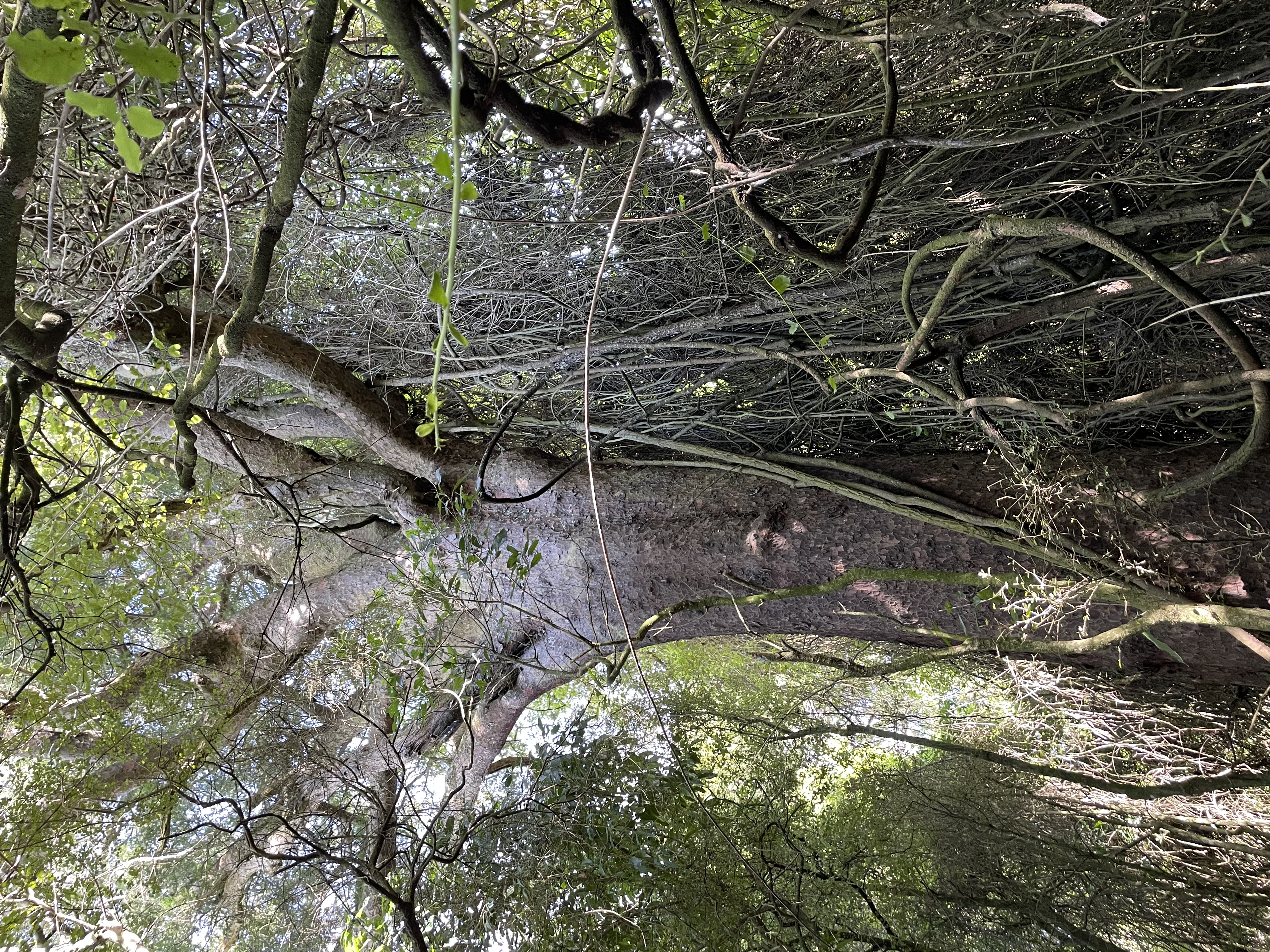 Photo of tree at Claremont Bush